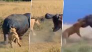 हिप्पो पर हमला करना पड़ा शेरनी को भारी, ऐसी पलटी बाजी कि खुद की जान पर आ गई आफत (Watch Viral Video)